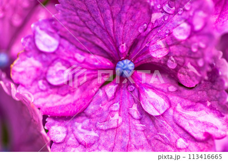 千葉県 本土寺の紫陽花 千葉県 本土寺の紫陽花 113416665