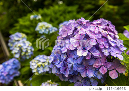 千葉県 本土寺の紫陽花 千葉県 本土寺の紫陽花 113416668