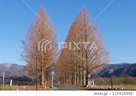 冬の落葉したメタセコイア並木　滋賀県高島市マキノ町 113416849