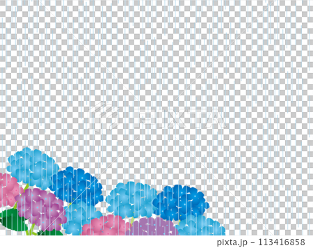 Hydrangea, Rain 2 113416858