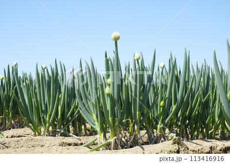 春の畑で咲き出したネギとネギの花　ネギ 113416916