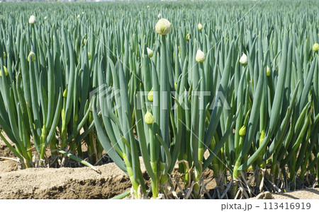 春の畑で咲き出したネギとネギの花 ネギ 春の畑で咲き出したネギとネギの花 ネギ 113416919