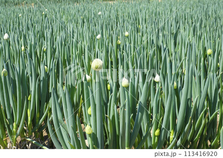 春の畑で咲き出したネギとネギの花　ネギ 113416920