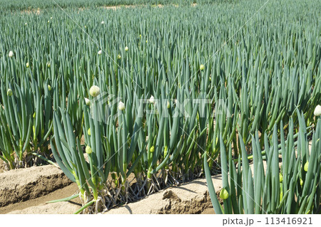 春の畑で咲き出したネギとネギの花　ネギ 113416921