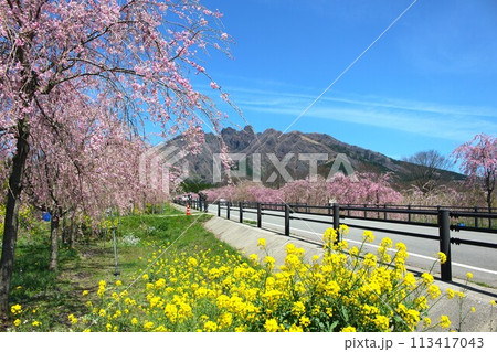 阿蘇の隠れスポット、枝垂れ桜と菜の花が満開のサクラミチ 113417043