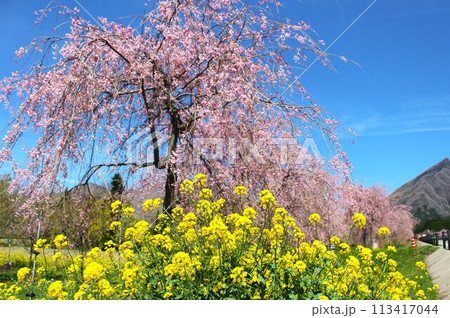 阿蘇の新スポット、枝垂れ桜と菜の花が満開のサクラミチ 阿蘇の新スポット、枝垂れ桜と菜の花が満開のサクラミチ 113417044