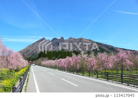 阿蘇新スポット、枝垂れ桜と菜の花が満開のサクラミチ 113417045