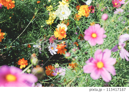 コスモス畑に咲くカラフルなのコスモス 113417187