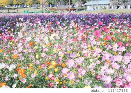 コスモス畑に咲くカラフルなのコスモス 113417188