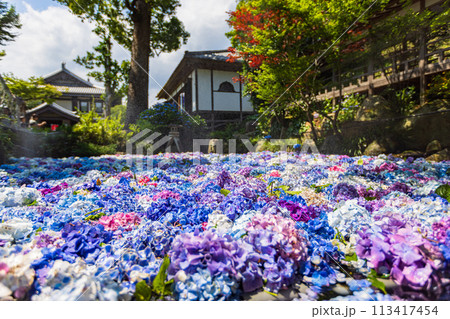 茨城県　雨引観音の紫陽花 113417454