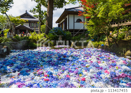 茨城県　雨引観音の紫陽花 113417455