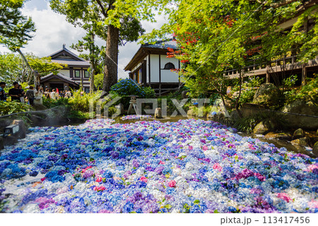 茨城県　雨引観音の紫陽花 113417456