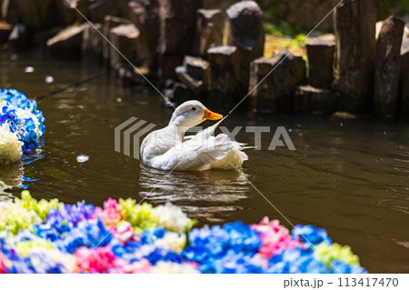 茨城県　雨引観音の紫陽花 113417470