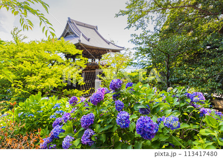 茨城県　雨引観音の紫陽花 113417480