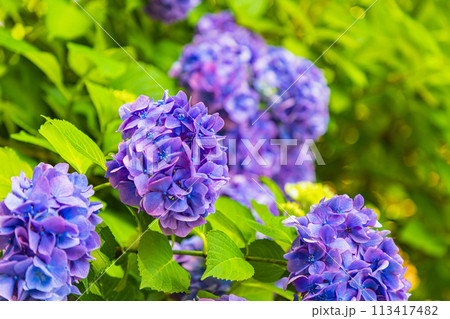 茨城県　雨引観音の紫陽花 113417482
