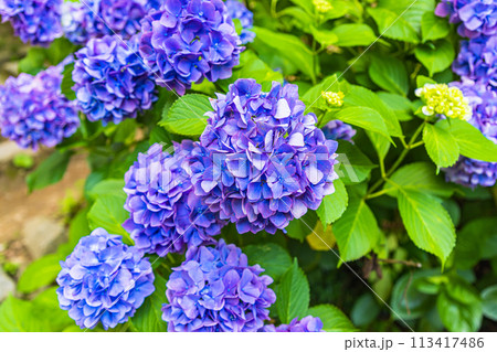 茨城県　雨引観音の紫陽花 113417486
