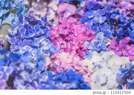 茨城県　雨引観音の紫陽花 113417504