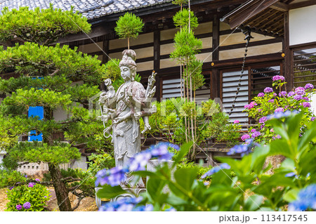 茨城県　雨引観音の紫陽花 113417545