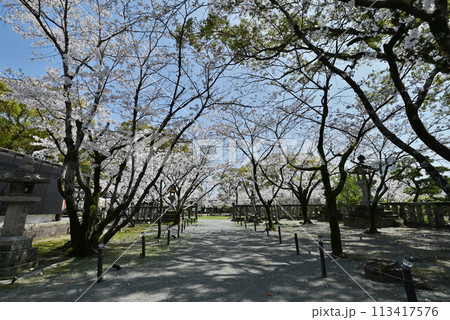 境内の桜並木 境内の桜並木 113417576