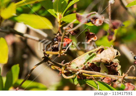 マメ科の蔓性植物タンキリマメの黒い果実 113417591