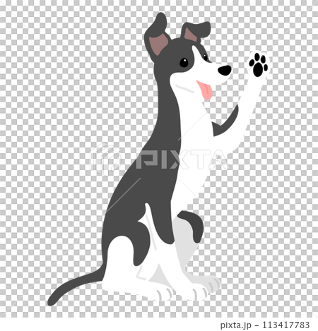 お手をするシンプルで可愛いイタリアングレーハウンドのイラスト　主線なし 113417783