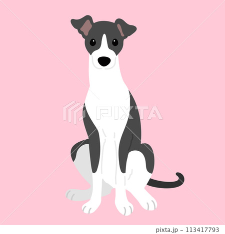 前を向いてお座りするシンプルで可愛いイタリアングレーハウンドのイラスト　主線なし 113417793