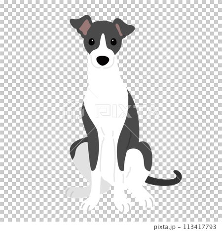 前を向いてお座りするシンプルで可愛いイタリアングレーハウンドのイラスト　主線なし 113417793