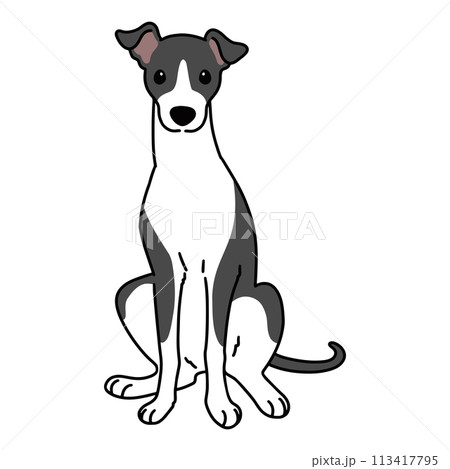 前を向いてお座りするシンプルで可愛いイタリアングレーハウンドのイラスト 主線あり 前を向いてお座りするシンプルで可愛いイタリアングレーハウンドのイラスト 主線あり 113417795