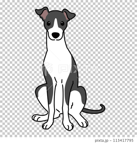 前を向いてお座りするシンプルで可愛いイタリアングレーハウンドのイラスト 主線あり 前を向いてお座りするシンプルで可愛いイタリアングレーハウンドのイラスト 主線あり 113417795