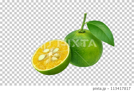 Shikuwasa 插圖現實白色背景 113417817