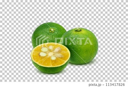 Shikuwasa illustration realistic white background Shikuwasa illustration realistic white background 113417826