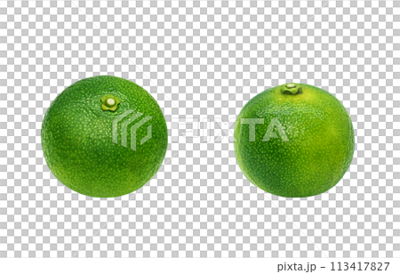 Shikuwasa 插圖現實白色背景 Shikuwasa 插圖現實白色背景 113417827