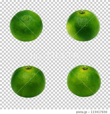 シークヮーサーのイラスト リアル 白バック 113417830
