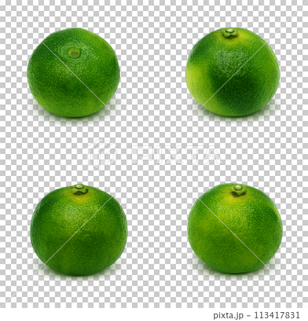 シークヮーサーのイラスト リアル 白バック 113417831