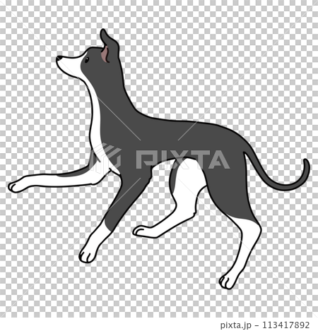 ジャンプするシンプルで可愛いイタリアングレーハウンドのイラスト　主線あり 113417892
