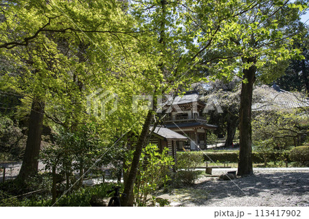 鎌倉244　浄智寺7　新緑 113417902