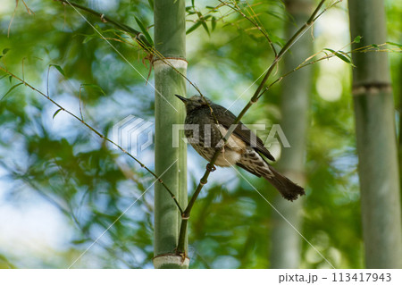 孟宗竹林で休むヒヨドリ幼鳥 孟宗竹林で休むヒヨドリ幼鳥 113417943