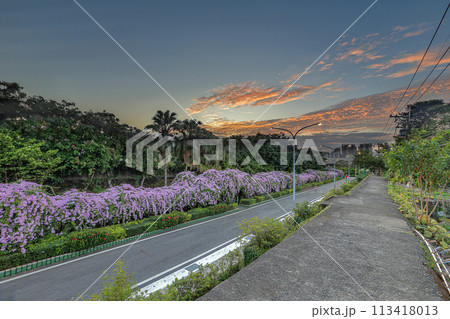 景色 風景 花 113418013
