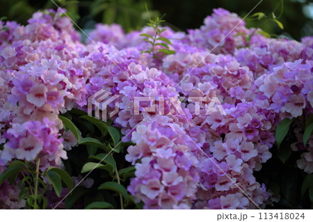 景色 風景 花 113418024