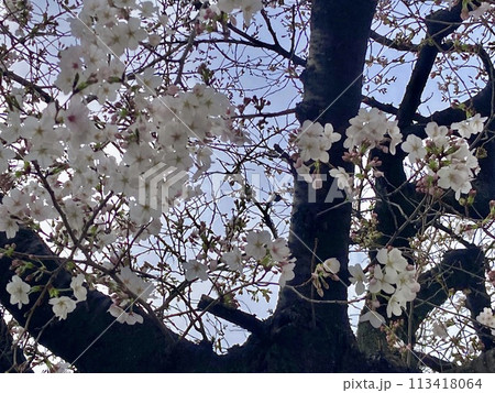 桜 113418064