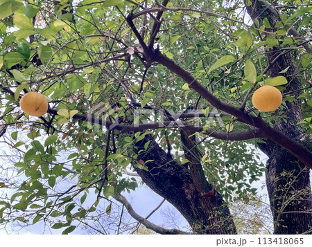 みかん みかん 113418065