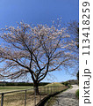 校庭の桜 113418259