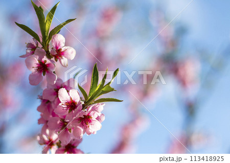 peach nectarine blossom branch on sky backdrop peach nectarine blossom branch on sky backdrop 113418925