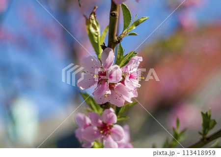 nectarine peach spring blossom branch 113418959