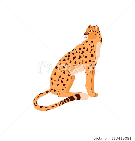 African cheetah sitting, vector beautiful big wild cat with long tail and black spots, fastest exotic animal predator 113419081