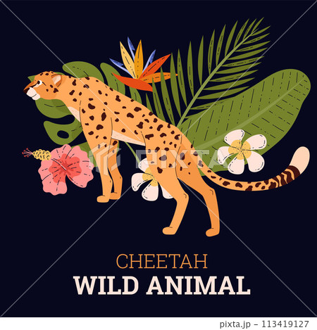 African cheetah with tropical flowers, beautiful big wild spotted cat, fastest exotic animal predator vector poster African cheetah with tropical flowers, beautiful big wild spotted cat, fastest exotic animal predator vector poster 113419127