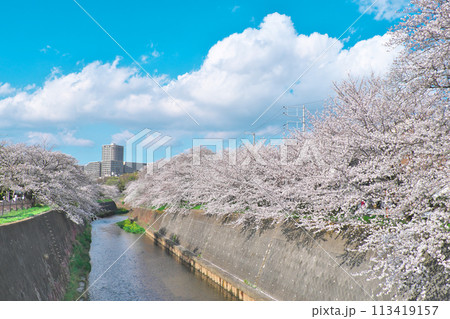 引地川沿いの桜並木　湘南台付近 113419157