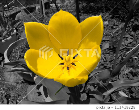 咲いた咲いたチューリップの花がの写真素材 [113419229] - PIXTA