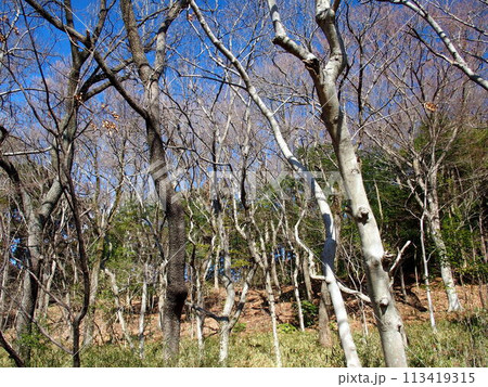 冬の枯木林風景 113419315