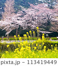 桜と菜の花 113419449